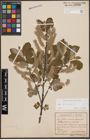 Foto von Salix cinerea L.